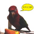 偶的愛鳥-吸蜜鸚鵡(紅猩猩)
出生年月:200811
