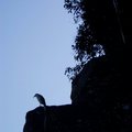 山石上的孤鳥──維弟2005的中秋節左右拍的；他那時心裡在想啥呢?我沒問。(維弟拍攝)