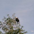 從哈利法克斯出發 NB省隔天清晨就上路 開車正順 冷不防前方一隻罕見大鷹從地上飛到枝頭 顯然我們驚擾牠用餐時間