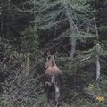 紐省的麋鹿身形與安省不同 路旁見到的多是一兩歲的年輕麋鹿 真想抱抱牠