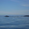 07年 聽聞魁省漁民說已數年無後的大藍帶著新生小藍南巡 我與老友暑假先去一趟未見 9月把爸媽