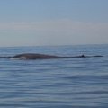 小小的尖角是藍鯨的背鰭並非尾巴 平時不易見到鯨的尊容 只會見到背部 可能鯨太大太重造成駝背吧?