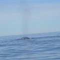 照導航員之說 當鯨噴水時是正在覓食 鯨張大嘴吞下小浮游物後用舌頭一壓 就會將海水擠壓出去 於是大家就看到萬丈噴水了