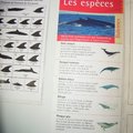 這張是各類鯨的鰭譜 要辨認所見到的鯨是哪一種 一定要看清楚喔