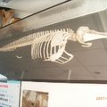 鯨骨標本