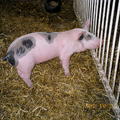這是London蘋果農莊所養的豬豬 