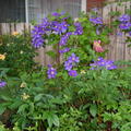 這款紫藍藤花有許多不同品種 除了此色以外 我還有粉白相間與純白重瓣及黃色等