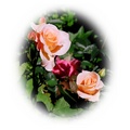 我的花園有許多玫瑰 這款玫瑰是以前所種的品種之一 氣味香甜 我最喜歡此時的她(半開)