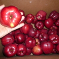 醫生說:每天一顆蘋果有益健康喔!