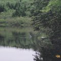 水塘邊罕見的藍灰鶴