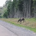 NB省公園公路遇見的第一隻麋鹿