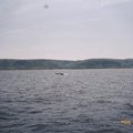賞鯨季還沒開始 但我們實在超好運 每次出海都會見到鯨 
這是一種體型較小名叫
