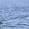 Minke Whale是最常見的鯨 牠們總喜歡逐船而行 偶爾噴水一下讓大家發出陣陣驚叫
