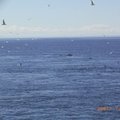 當你見到海上突飛來的鷗鳥 就是鯨吃飯的時間 牠隨時會躍上海平面