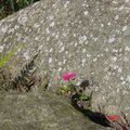 石縫的小花