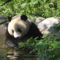 水塘裏的熊貓