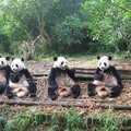 可愛動物~熊貓