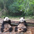 可愛動物~熊貓~1