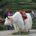 可愛動物~白色犛牛