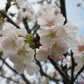 陽明山花季~白色日本櫻