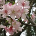 陽明山花季~淺粉色日本櫻