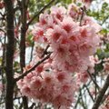 陽明山花季~淺粉色日本櫻