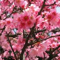 陽明山花季~深粉色日本櫻