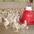 每到冬天，小雞需要擠在一起擁有溫暖的燈光；食物；水的陪伴才能順利長大，小小的生命脆弱可愛。