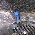 阿豬家這附近幾乎沒有麻雀，看得到的全是燕子。這隻好像受傷了，一直停在店門口休息。