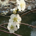 2011年3月初,來到太湖西山,寒冷的天氣,梅花正開著.