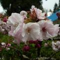 100年阿里山櫻花季 - 2