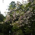 100年阿里山櫻花季 - 9