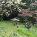 100年阿里山櫻花季 - 15