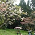 100年阿里山櫻花季 - 18