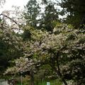 100年阿里山櫻花季 - 19