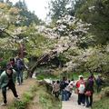 100年阿里山櫻花季 - 20