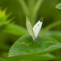 花間就是愛花、鳥及自然的野趣, 花花草草, 繁花似錦, 落盡後留韻人心!