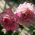 玫瑰花 - 2