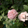 玫瑰花 - 3