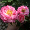 玫瑰花 - 4