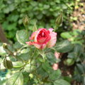 玫瑰花 - 5