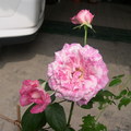 玫瑰花 - 1