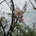 三芝櫻花季