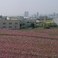 2011年休耕期間種植的波斯菊花田-5