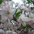 南京雨花台 桃花
