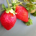 041225 大湖草莓01