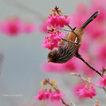 【最美的春日時光】－羽弄春櫻