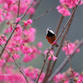 【最美的春日時光】－羽弄春櫻