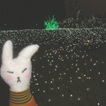 上野公園 - 草叢上的燈飾