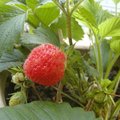 後院的草莓3